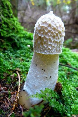 f3e50] %D.o.w.n.l.o.a.d% A Morel in the Forest, for the Love of Nature: Blank 150 Page Lined Journal for Your Thoughts, Ideas, and Inspiration -  ~ePub!