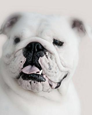 [4b6a1] !R.e.a.d~ Bulldog: Artified Pets Journal/Notebook/Diary, 160 Lined Pages -  *PDF@