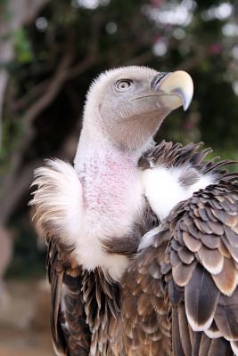 [66088] *Read! *Online! Griffon Vulture (Gyps Fulvus) Journal: 150 Page Lined Notebook/Diary -  %P.D.F@
