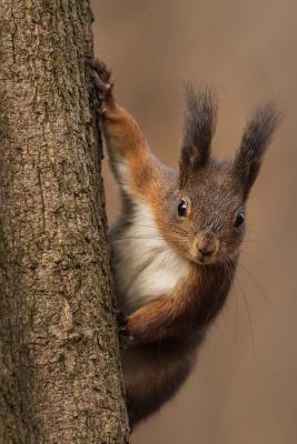 [9e329] ~Full@ %Download* Say Hello to the Red Squirrel Journal: 150 Page Lined Notebook/Diary -  ^e.P.u.b*